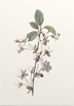 Kersbloem (Cherry) - Foto op Posterpapier - 50 x 70 cm (B2)