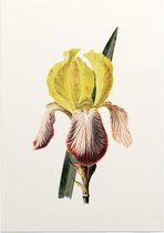 Iris (Iris White) - Foto op Posterpapier - 50 x 70 cm (B2)