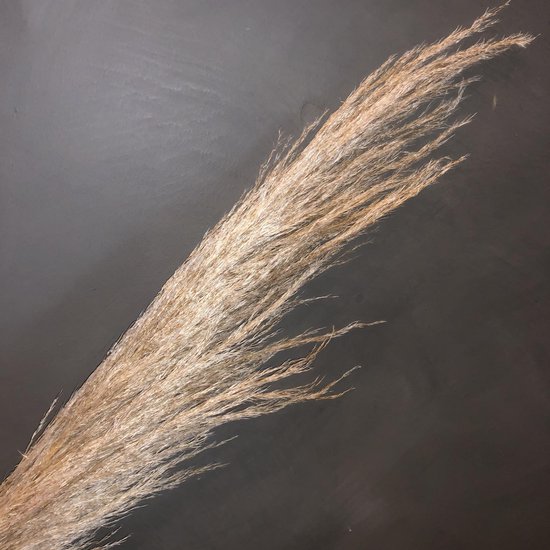 Pampas pluimen Pampas gras Droogbloemen 3 stuks 90 100 cm