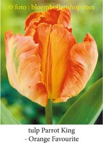 tulp Oranje Favourite - Parrot King 25 bollen maat 12/+ tulpen - bloembollen- tulpenbollen- parkiet tulpen