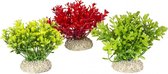 Auqa Della Plant glosso Gemengde kleuren S - height 9cm, PER STUK !! GEEN KEUZE MOGELIJK !