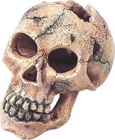Auqa Della Skull S - 11CM