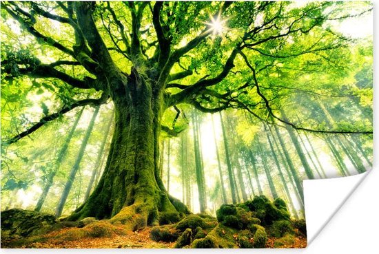 Oude beuk met groen gekleurde takken in de boom poster 180x120 cm - Foto  print op... | bol.com