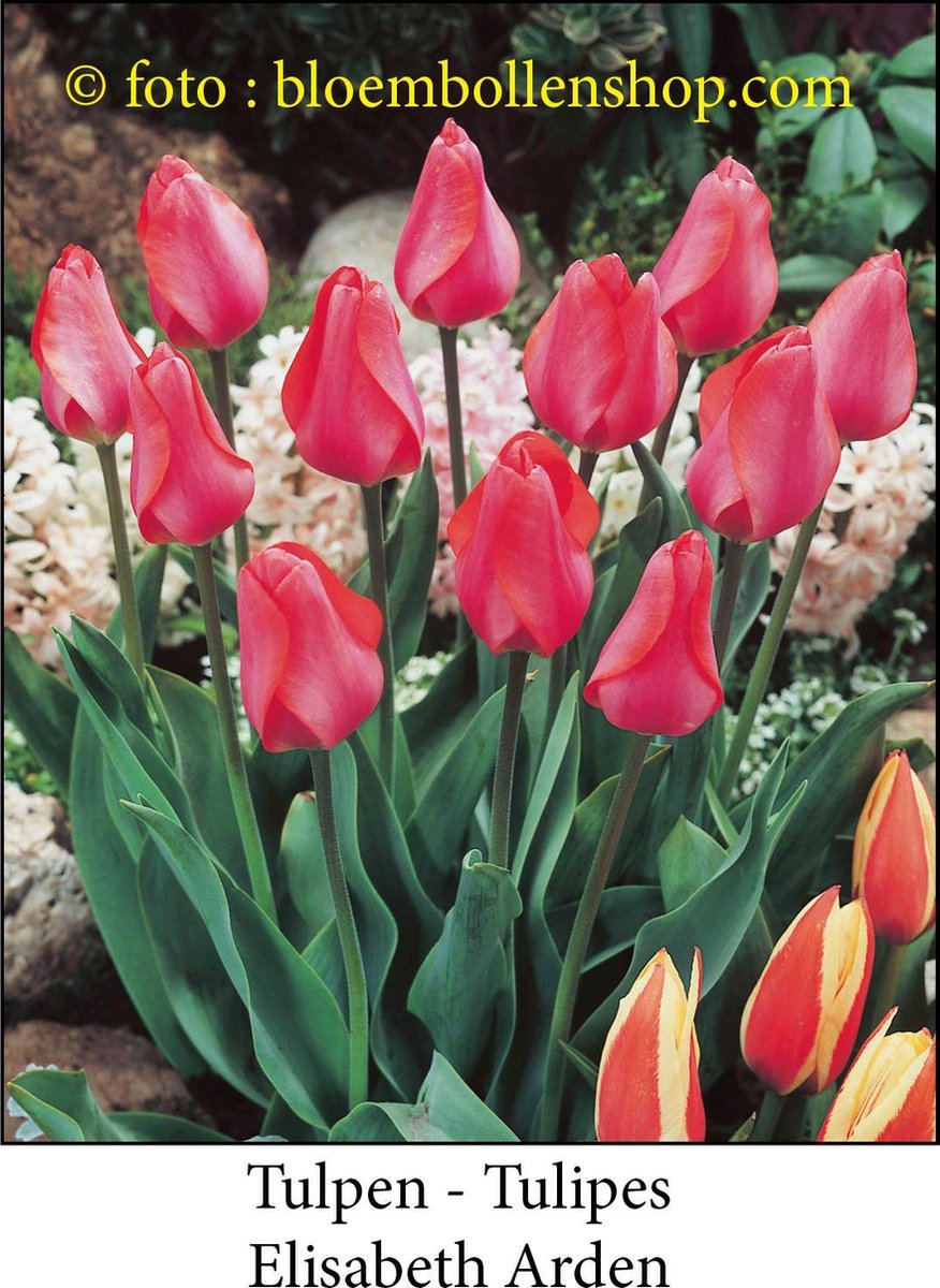 tulp Elizabeth Arden 25 bollen maat 12/+ tulpen bloembollen