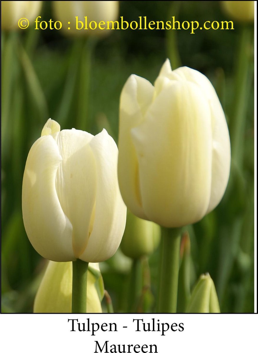 tulp Maureen 25 bollen maat 12/+ tulpen - bloembollen- tulpenbollen