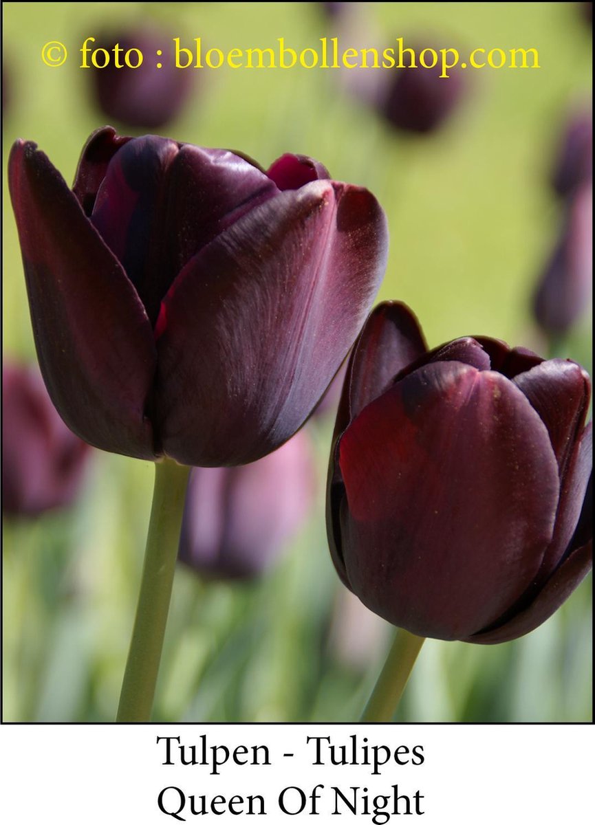 tulp Queen Of Night 25 bollen maat 12/+ tulpen bloembollen