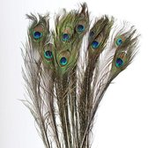 Pauwenveren - 10 stuks - 90-100 cm - Decoratie pauwen veren