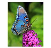 Schilderen op nummer Vlinder 40x50