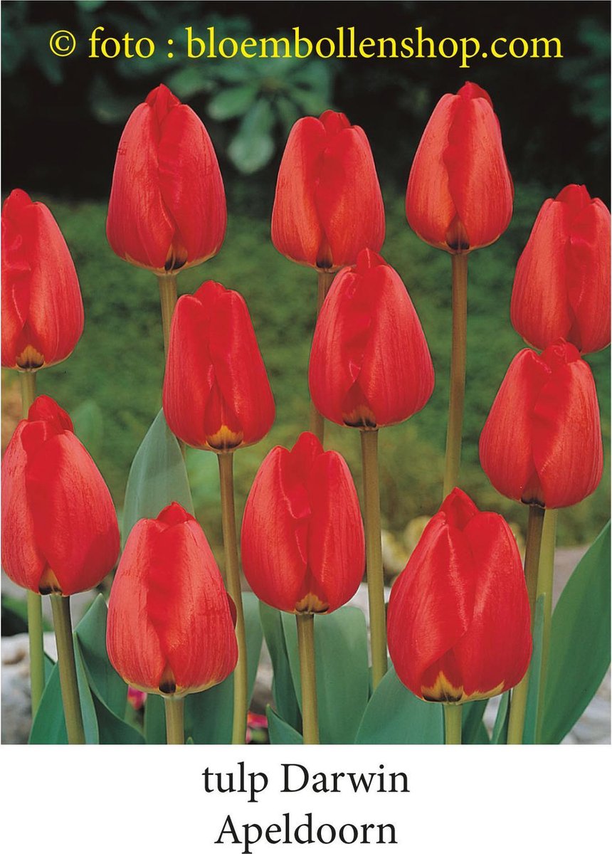 tulp Apeldoorn rood 25 bollen maat 12/+ tulpen - bloembollen- tulpenbollen