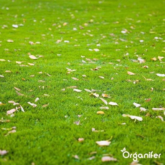 Graszaad