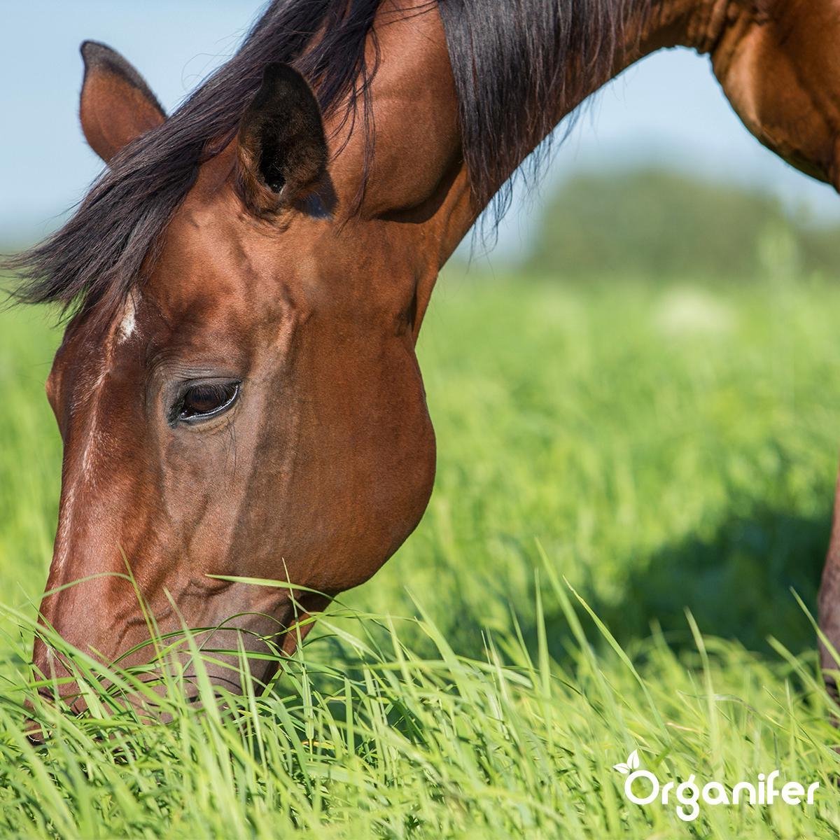 Graszaad Field Star weidegras 11 5kg - Ritsema Dier&Tuin