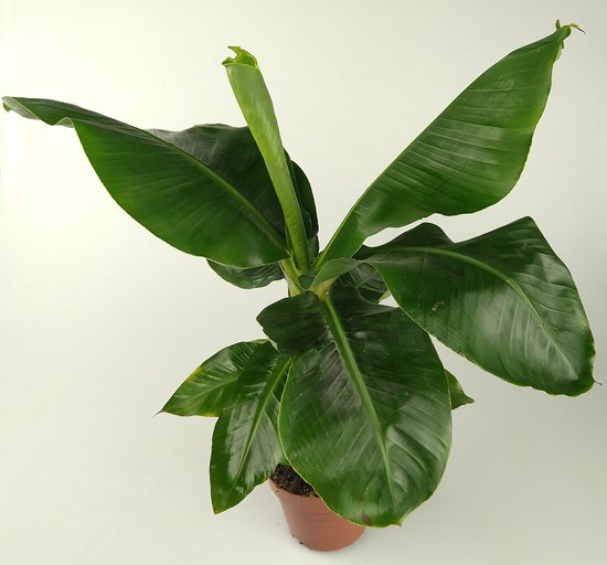 Bananenplant kamerplanten kopen? ✔️ Tot 21% korting