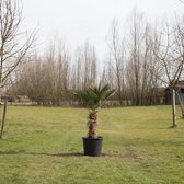 Wagner palm Trachycarpus wagnerianus h 110 cm st. h 45 cm