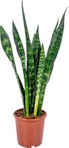 Sansevieria XL 'Black Coral' per stuk | Vrouwentong - Kamerplant in kwekerspot ⌀17 cm - ↕65 cm