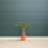 Wagner palm - 'Trachycarpus wagnerianus' (10-15 cm stamhoogte)