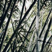 Tuinposter| Close up van bamboo met een groene kleur 100cm x 100cm – Tuinposter voor buiten / buitencanvas/ spandoek (tuindecoratie) + ringen om de 50cm