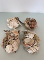 Decoratieve natuurlijke schelpen - set van 4 stuks (divers natuurlijke kleuren)