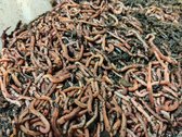 Medium Viswormen 1.5 gram (per kg) - Dendrobeana Veneta wormen