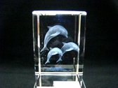 Cube de verre sautant des dauphins