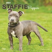 Staffordshire Bull Terrier Welpen 2021