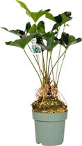 Anthurium Arrow (Flamingoplant) Hydrocultuur 80cm hoog Ø30cm | Met ingebouwde watermeter