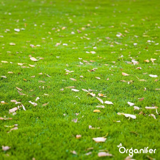 Een groen gazon bezaaid met bruine herfstbladeren, met het Organifer logo.