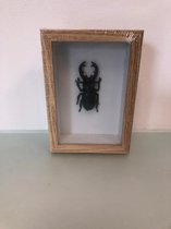 Fotolijst met insect