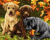 Schilderen op Nummer Hond Puppy 40x50 Volwassenen & Kinderen - Kleuren op Nummer - Paint by Number - Hobbypainting.nl®