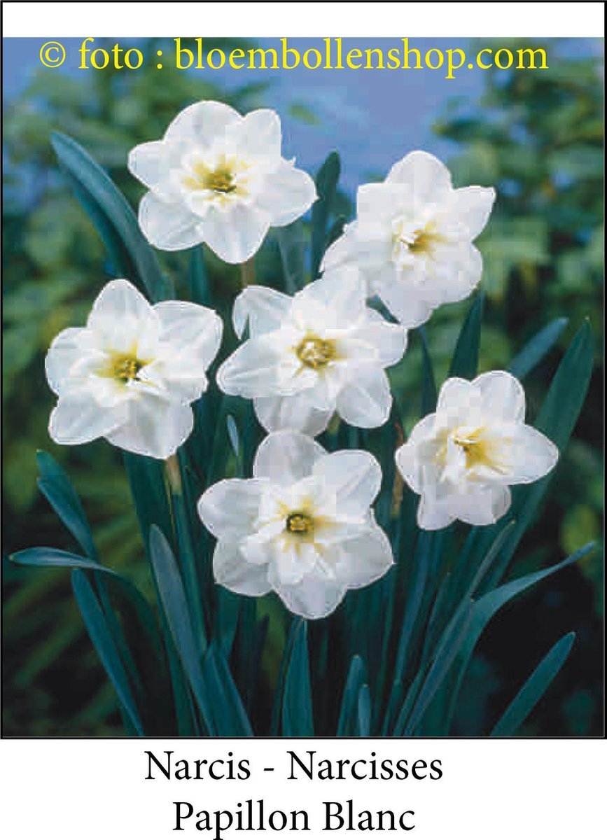 narcis Papillon Blanc 20 bollen maat 14/16