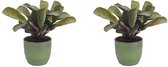 Kamerplanten van Botanicly – 2 × Ctenanthe in groen keramiek pot 'Bergamo' als set – Hoogte: 20 cm – Ctenanthe Amagris