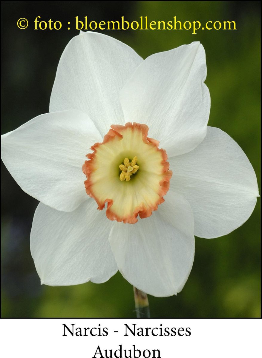narcis Audubon 10 bollen maat 14/16