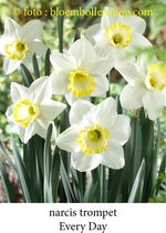 narcis Every Day 15 bollen maat 12/14 trompetnarcis