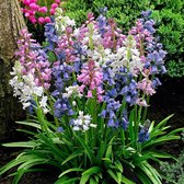 20x Hyacinthoides hispanica - Spaanse hyacint - Gemengde kleuren - 20 bloembollen Mix Ø2-3 cm
