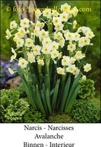 narcis Avalanche 20 bollen maat 15/17 binnen-interieur narcis- kamercultuur