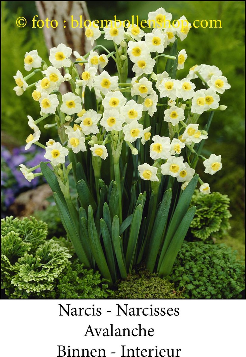 narcis Avalanche 20 bollen maat 15/17 binnen-interieur narcis- kamercultuur