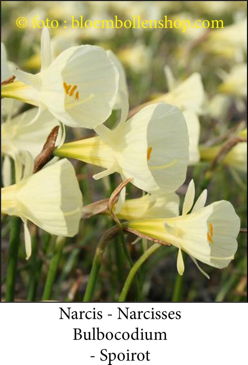 narcis Bulbocodium Spoirot 15 bollen maat 6/+ botanische narcis