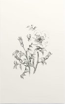 Duinroos zwart-wit Schets (Burnet-Leaved Rose) - Foto op Forex - 80 x 120 cm