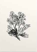 Meidoorn zwart-wit (Hawthorn) - Foto op Posterpapier - 50 x 70 cm (B2)