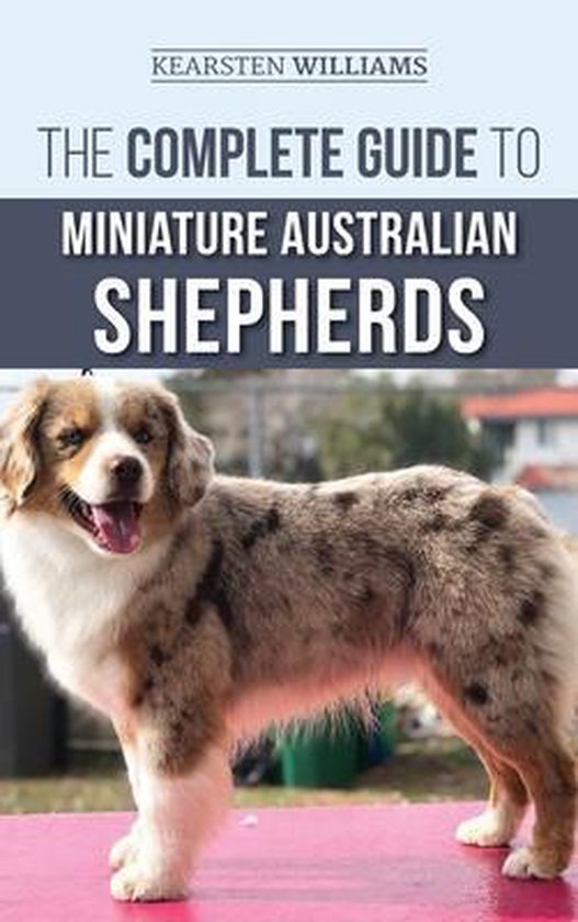 Minimale Australische Herdershond, roodbruin met witte borst en poten, staand op een roze tafel.