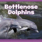 Bottlenose Dolphins