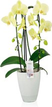 Orchidee Bombay Cascade geel