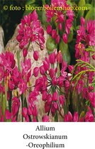 allium Oreophilum Ostrowskianum 50 bollen maat 5/+ sierui