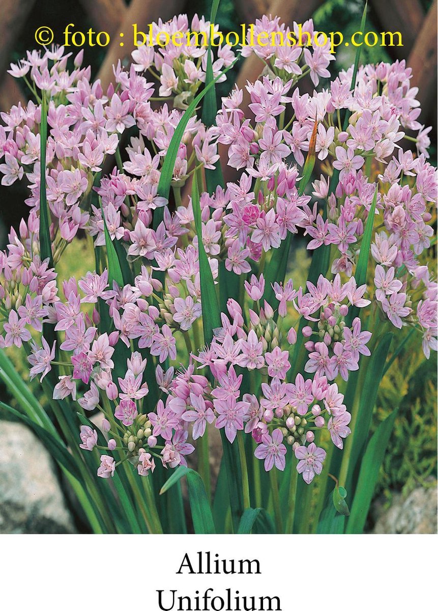 allium Unifolium 50 bollen maat 5/+