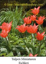 tulp Eichleri 25 bollen maat 6/+ tulpen bloembollen
