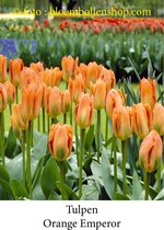 tulp Orange Emperor 25 bollen maat 12/+ tulpen bloembollen