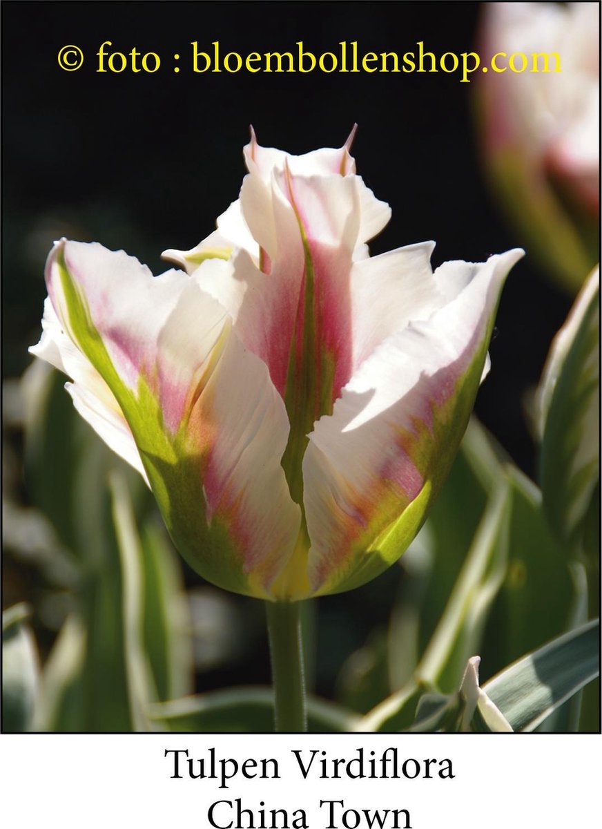 tulp China Town 25 bollen maat 12/+ tulpen bloembollen