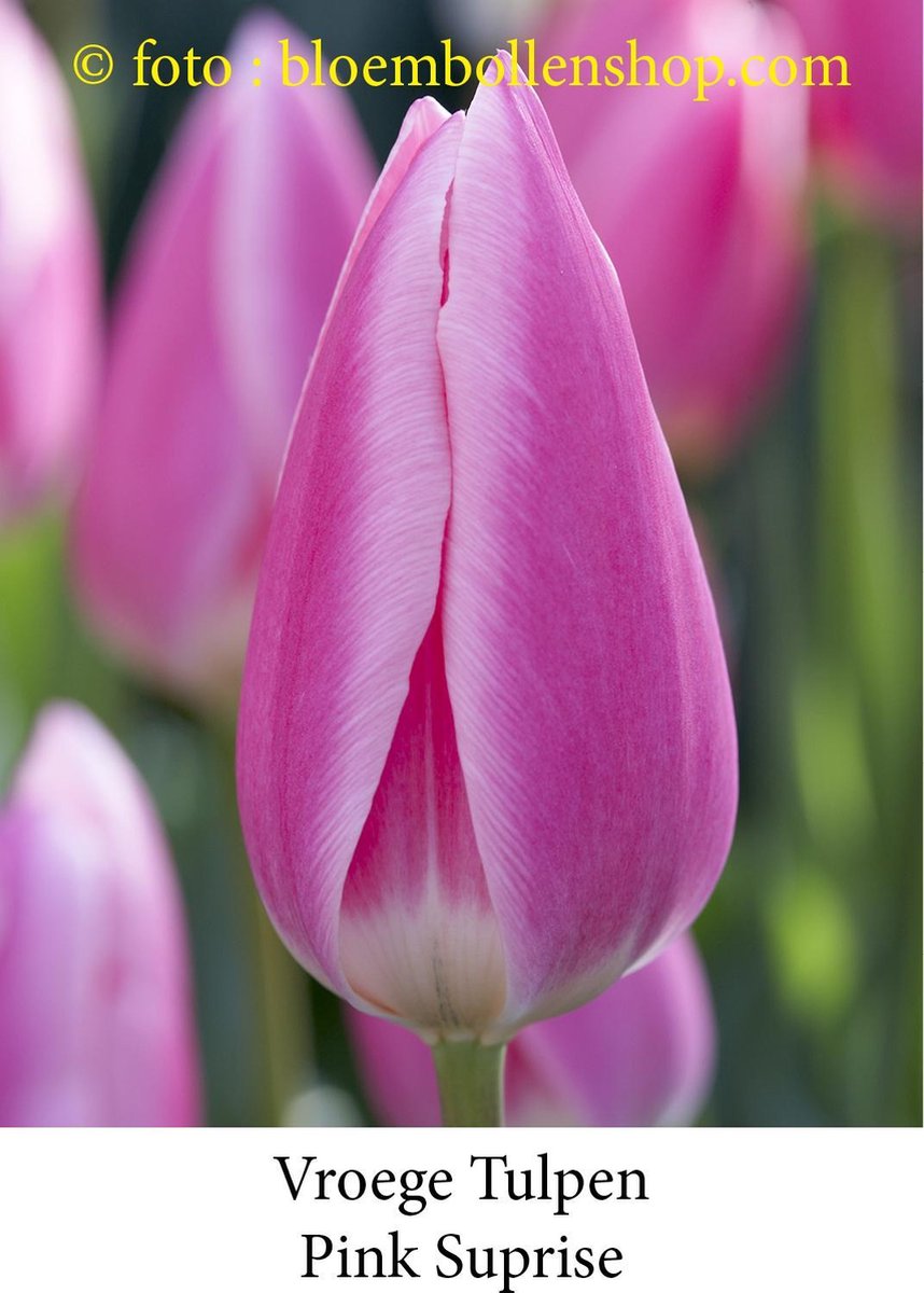 tulp Pink Surprise 25 bollen maat 12/+ tulpen - bloembollen- tulpenbollen
