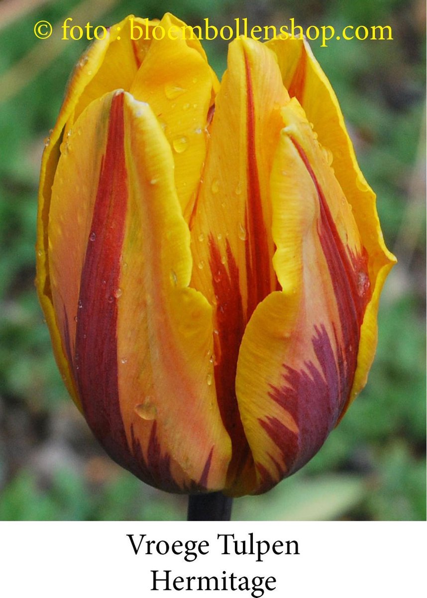 tulp Hermitage 25 bollen maat 12/+ tulpen bloembollen