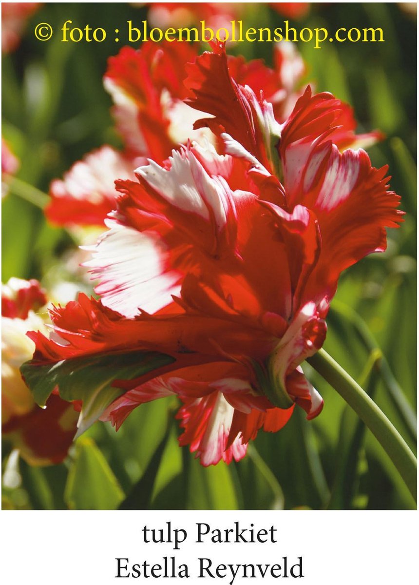 tulp Estella Reynveld 25 bollen maat 12/+ tulpen - bloembollen- tulpenbollen