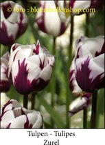 tulp Zurel 25 bollen maat 12/+ tulpen bloembollen